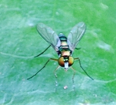 Condylostylus longicornis