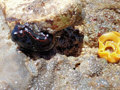 Dendrodoris arborescens