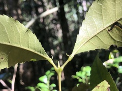 Pseudoweinmannia lachnocarpa