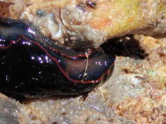 Dendrodoris arborescens