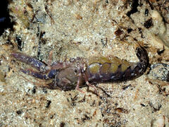 Alpheus novaezealandiae