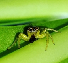 Euophryini
