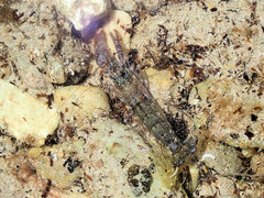 Alpheus novaezealandiae