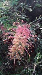 Grevillea