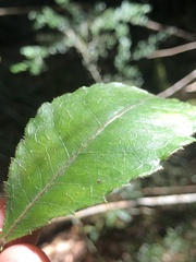 Pseudoweinmannia lachnocarpa