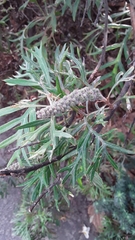 Grevillea