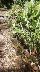 Dianella nigra