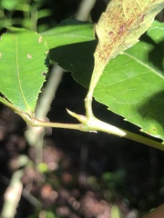 Pseudoweinmannia lachnocarpa