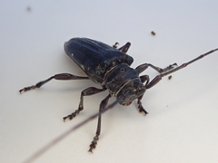 Disterna norfolkensis