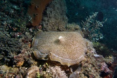 Amplexidiscus fenestrafer