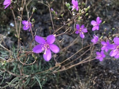 Phemeranthus mengesii