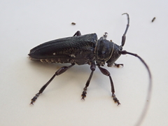 Disterna norfolkensis