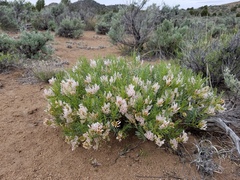 Astragalus tetrapterus