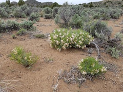 Astragalus tetrapterus