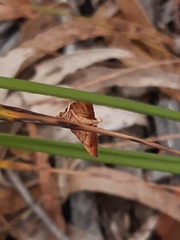 Endotricha pyrosalis