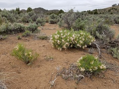 Astragalus tetrapterus