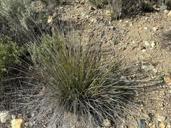 Juncus acutus leopoldii