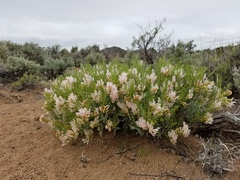 Astragalus tetrapterus
