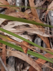 Endotricha pyrosalis