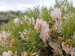 Astragalus tetrapterus
