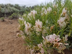 Astragalus tetrapterus