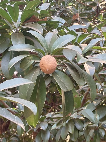 Sapodilla