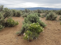 Astragalus tetrapterus