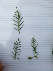 Astragalus tetrapterus