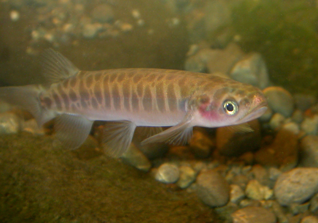 Banded Kokopu
