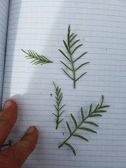 Astragalus tetrapterus