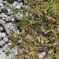 Coprosma atropurpurea