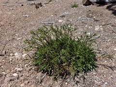 Penstemon pinorum