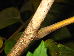 Toxicodendron vernicifluum