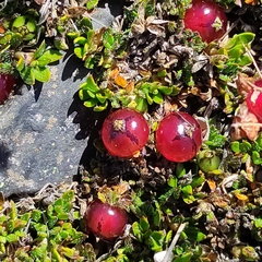 Coprosma atropurpurea