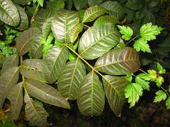 Toxicodendron vernicifluum