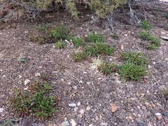 Penstemon pinorum