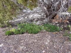 Penstemon pinorum