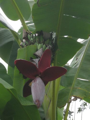 Musa balbisiana