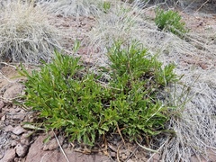 Penstemon pinorum