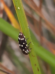 Diphucrania duodecimmaculata