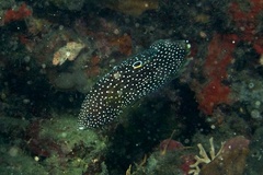 Calloplesiops altivelis