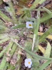 Plagiobothrys collinus