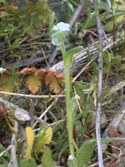 Plagiobothrys collinus