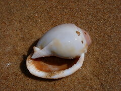 Phalium bandatum