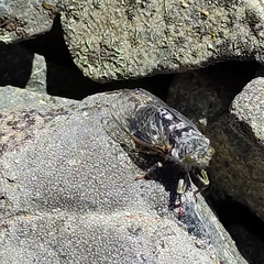 Maoricicada campbelli