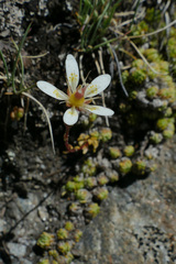 Saxifraga bryoides