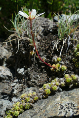 Saxifraga bryoides