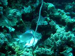 Amblyglyphidodon indicus