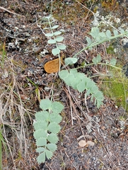 Gingidia grisea
