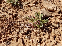 Astragalus monumentalis